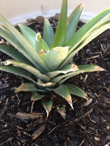 repotted top in soil